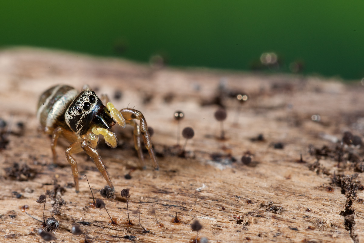 Heliophanus sp. - Follonica (GR)